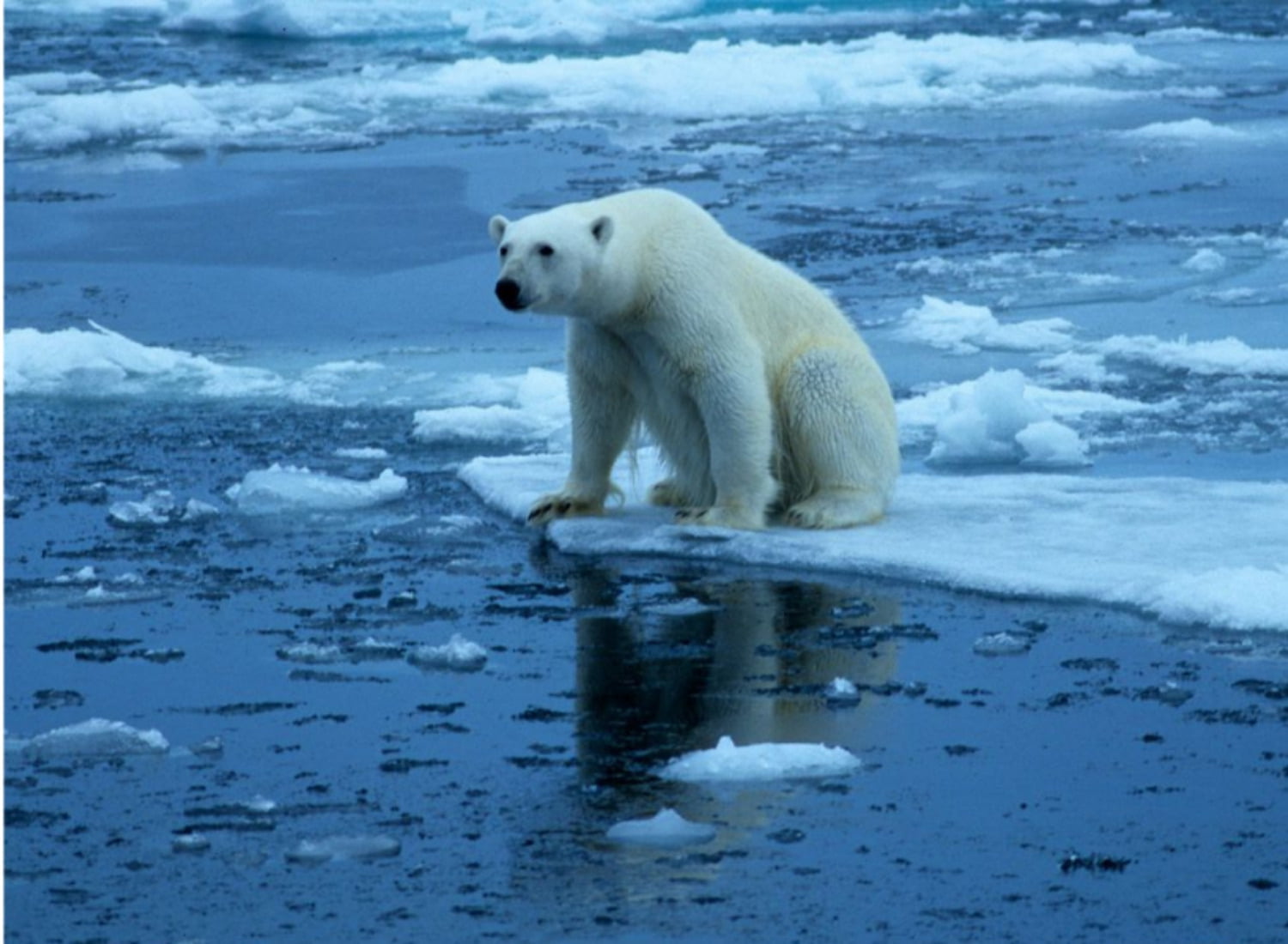 Современное потепление климата. Белый медведь на леднике. Global warming. 3. Глобальное потепление. Морские млекопитающие и глобальные изменения климата.