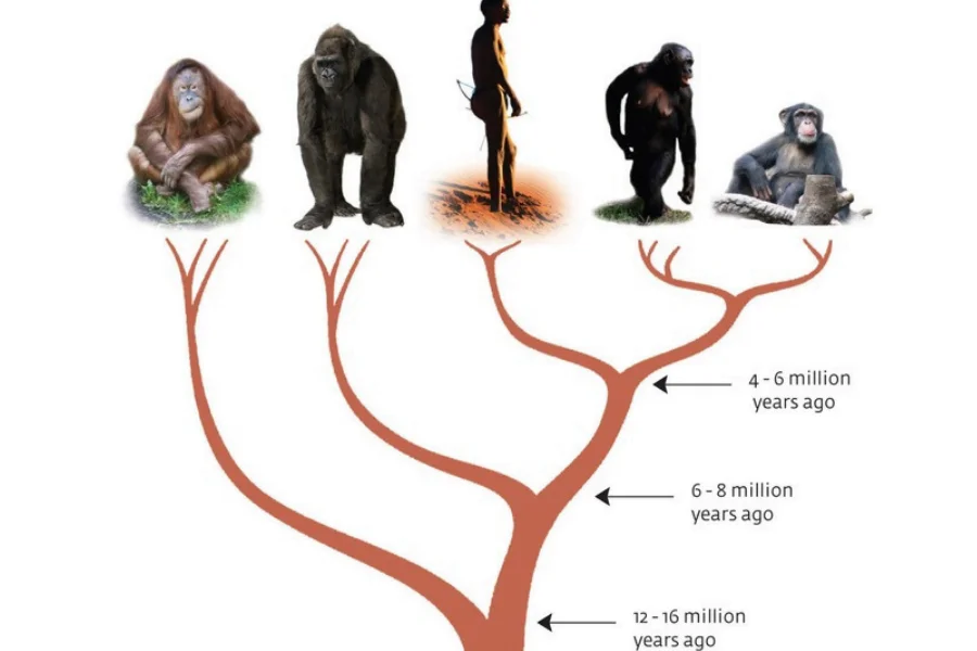 От какого произошли люди. Дарвин эволюционное дерево человека. Дерево развития человека и приматов. Эволюционное дерево человека с обезьянами. Эволюционное дерево приматов.